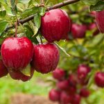 Apples A Nutritious and Versatile Fruit