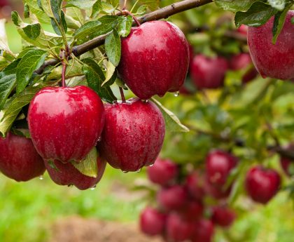 Apples A Nutritious and Versatile Fruit