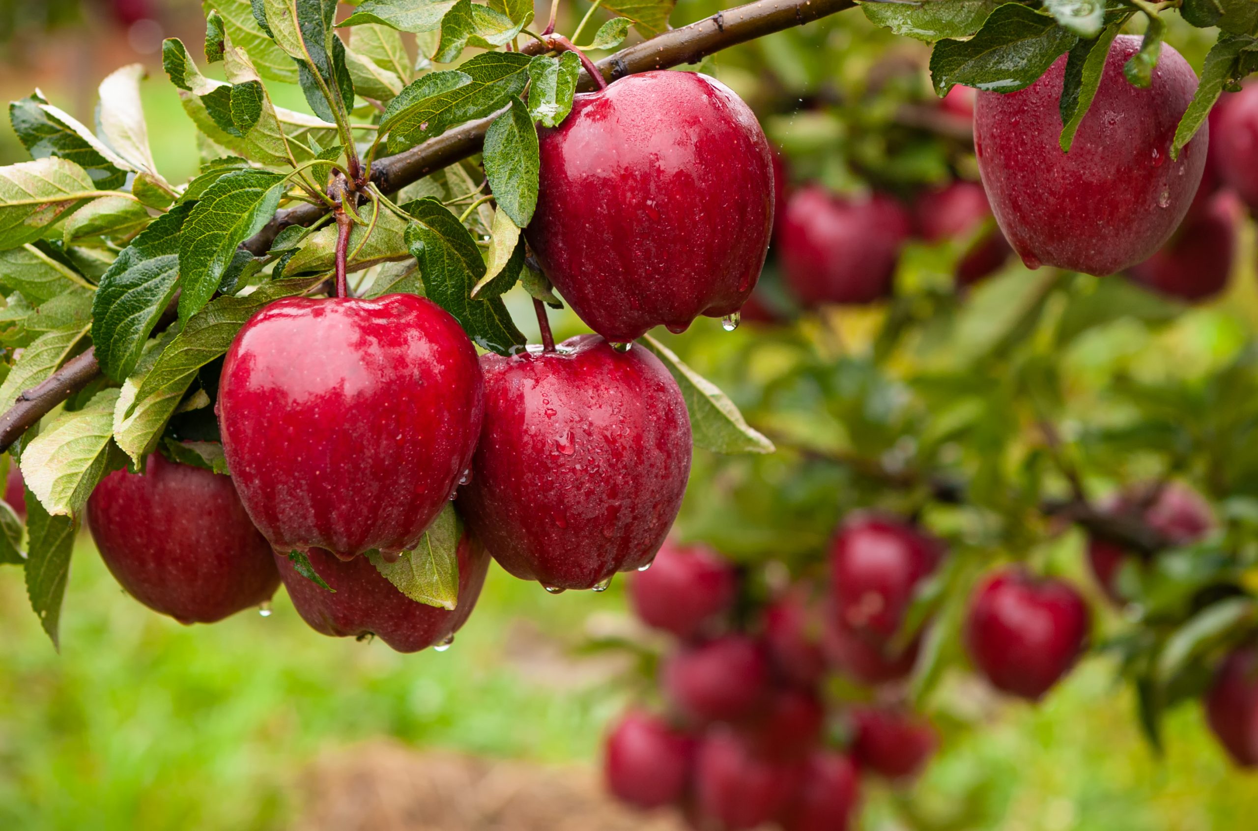 Apples A Nutritious and Versatile Fruit